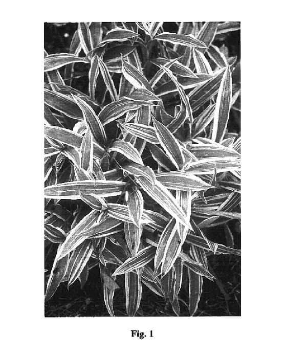 Figure 1 of US plant patent PP16332, the photograph of Treasure Island printed in the patent.