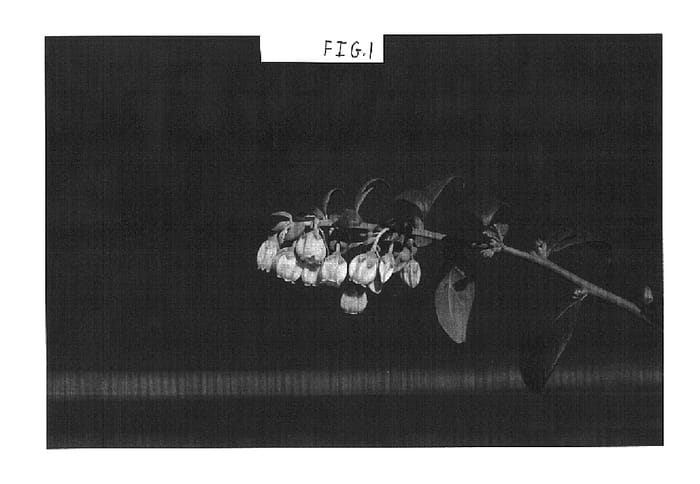 Figure 1 of US plant patent PP16333, the photograph of Springwide printed in the patent.