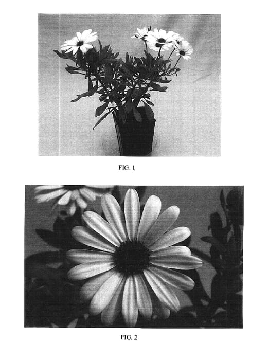 Figure 1 of US plant patent PP16334, the photograph of Balserwhit printed in the patent.