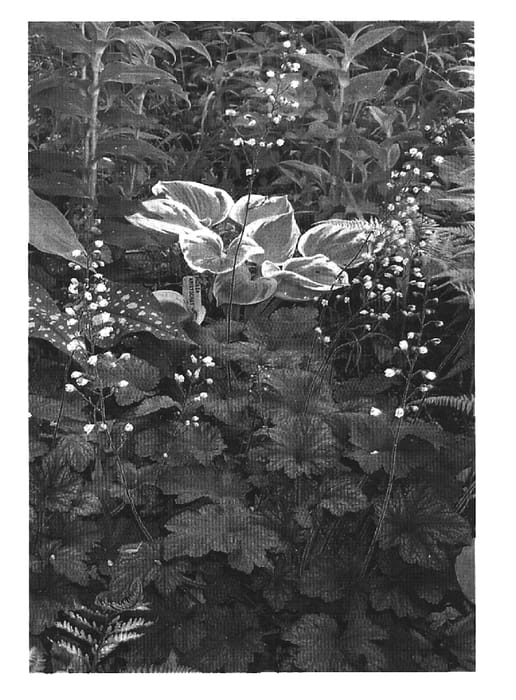 Figure 1 of US plant patent PP16335, the photograph of Royal Velvet printed in the patent.