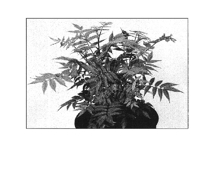 Figure 1 of US plant patent PP16336, the photograph of Sem printed in the patent.