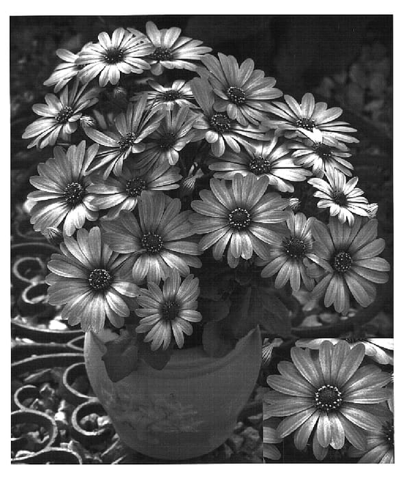 Figure 1 of US plant patent PP16337, the photograph of Oste Lightpur printed in the patent.