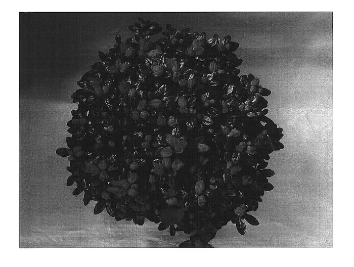Figure 1 of US plant patent PP16338, the photograph of Classic Rouge printed in the patent.