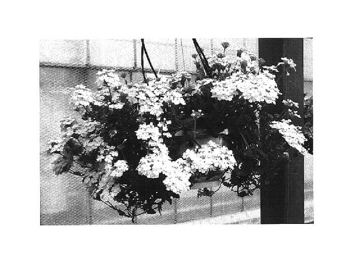 Figure 1 of US plant patent PP16340, the photograph of KLEVE03320 printed in the patent.