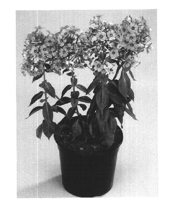 Figure 1 of US plant patent PP16341, the photograph of Barthirtyfour printed in the patent.