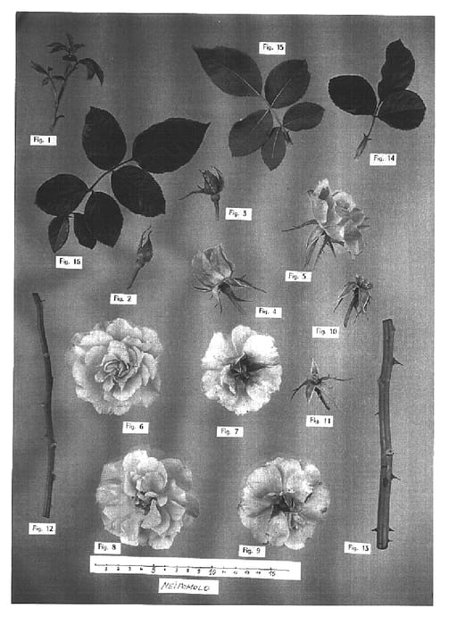 Figure 1 of US plant patent PP16342, the photograph of Meipomolo printed in the patent.