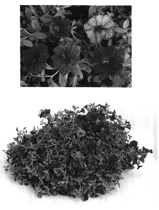 Figure 1 of US plant patent PP16343, the photograph of USCALI100 printed in the patent.