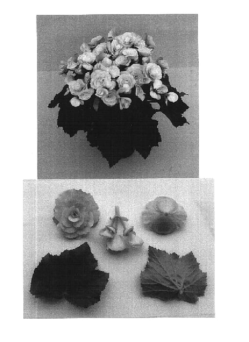 Figure 1 of US plant patent PP16344, the photograph of Binos Soft Pink printed in the patent.