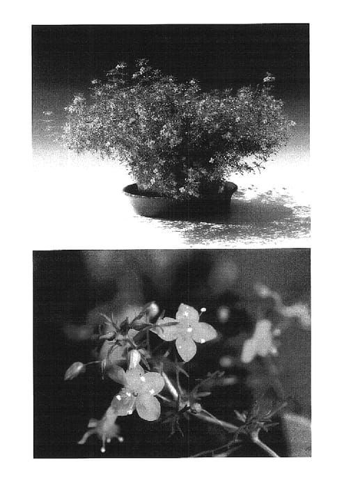 Figure 1 of US plant patent PP16345, the photograph of Suntutuki printed in the patent.