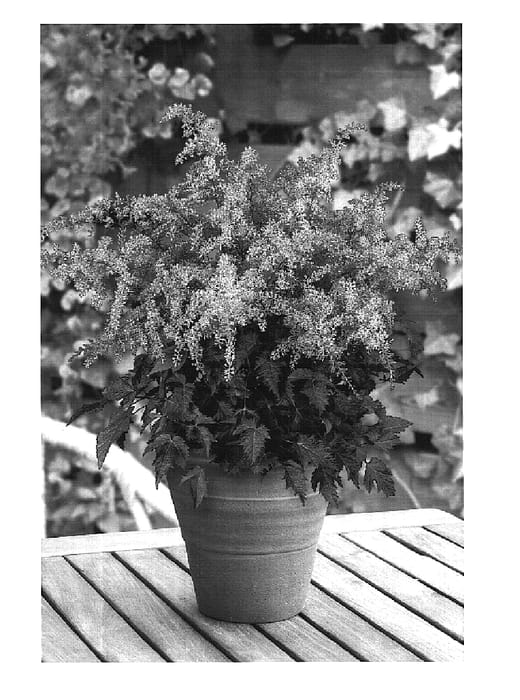 Figure 1 of US plant patent PP16346, the photograph of Pink Jewel printed in the patent.