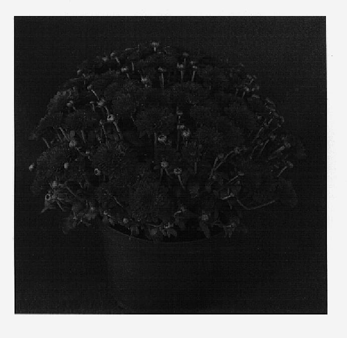 Figure 1 of US plant patent PP16347, the photograph of Rosy Yovictoria printed in the patent.