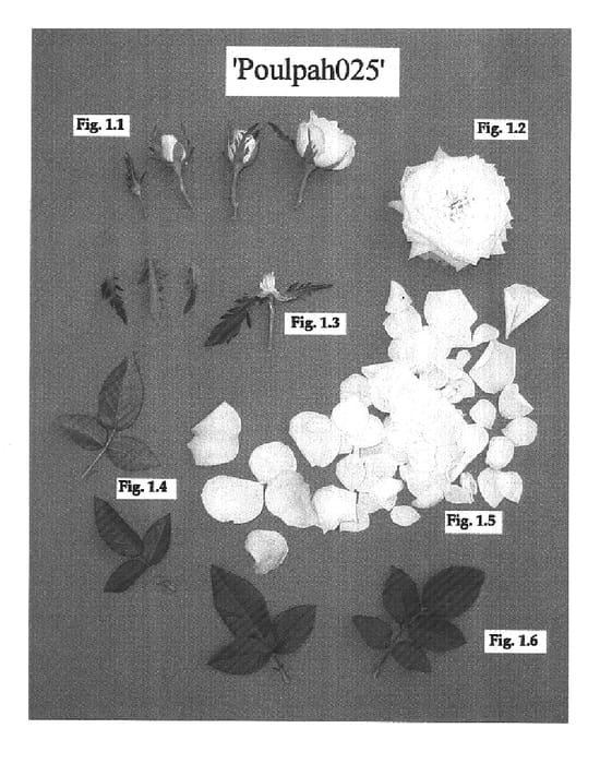 Figure 1 of US plant patent PP16348, the photograph of Poulpah025 printed in the patent.