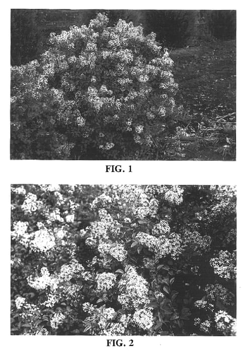 Figure 1 of US plant patent PP16349, the photograph of Bailming printed in the patent.