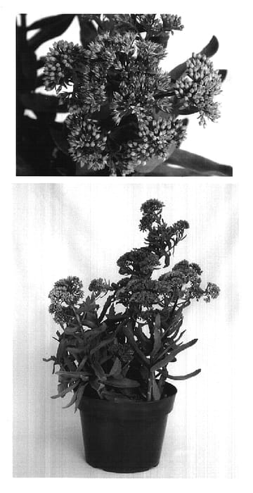 Figure 1 of US plant patent PP16350, the photograph of Garbro printed in the patent.