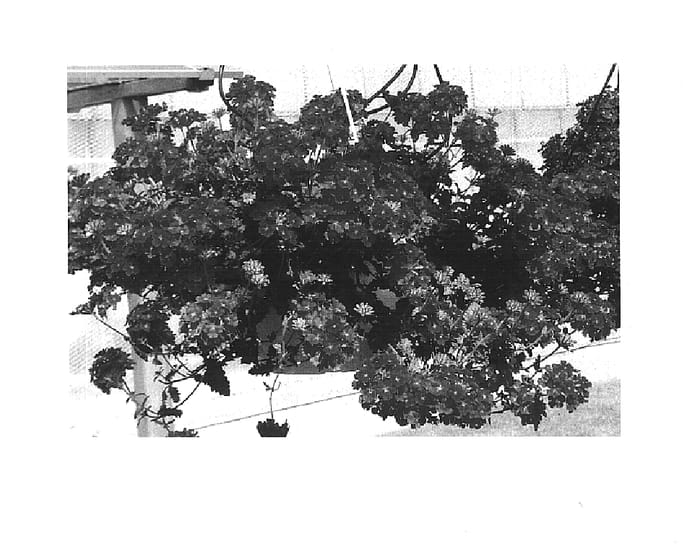 Figure 1 of US plant patent PP16351, the photograph of Kleve03324 printed in the patent.