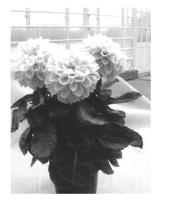 Figure 1 of US plant patent PP16352, the photograph of Mauritius printed in the patent.