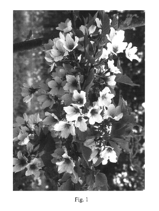 Figure 1 of US plant patent PP16353, the photograph of Elta printed in the patent.