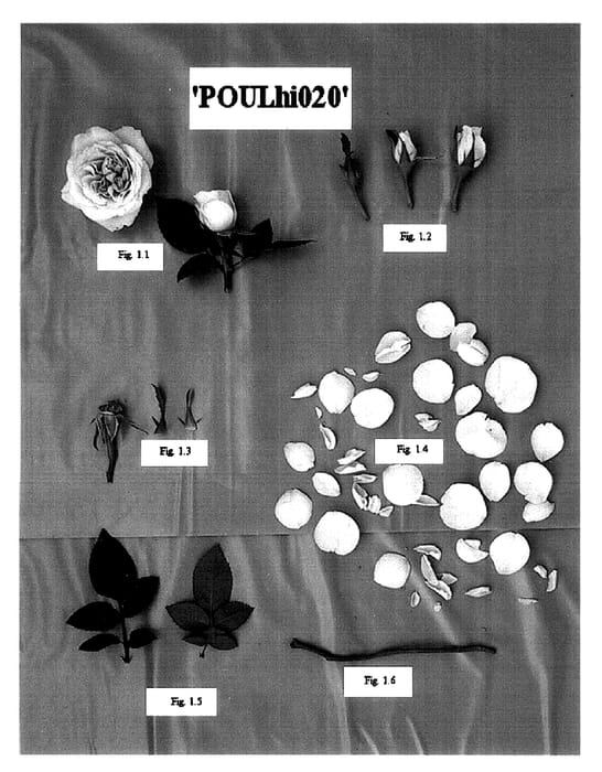 Figure 1 of US plant patent PP16354, the photograph of POULhi020 printed in the patent.