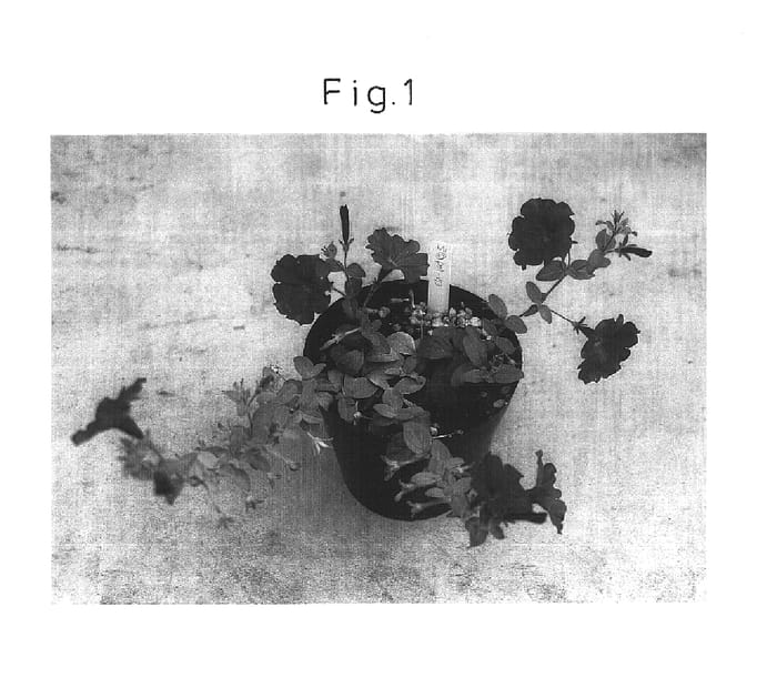 Figure 1 of US plant patent PP16355, the photograph of Suncopablue printed in the patent.