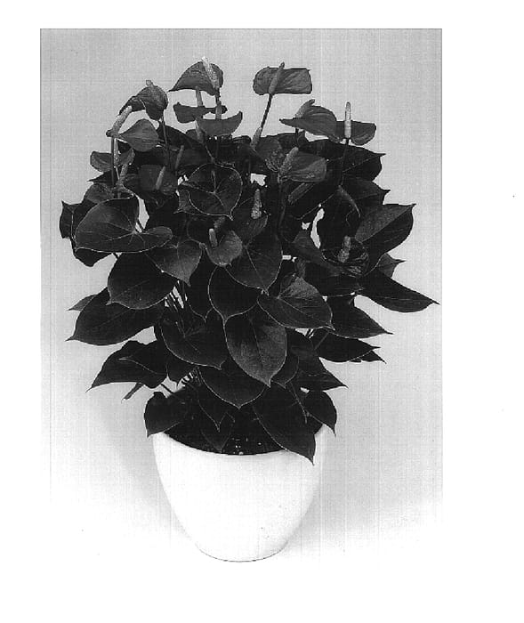 Figure 1 of US plant patent PP16356, the photograph of Anthbondem printed in the patent.