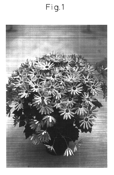 Figure 1 of US plant patent PP16357, the photograph of Susenerabu printed in the patent.