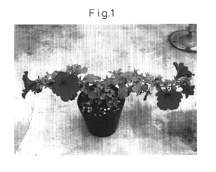 Figure 1 of US plant patent PP16358, the photograph of Sunpurple printed in the patent.