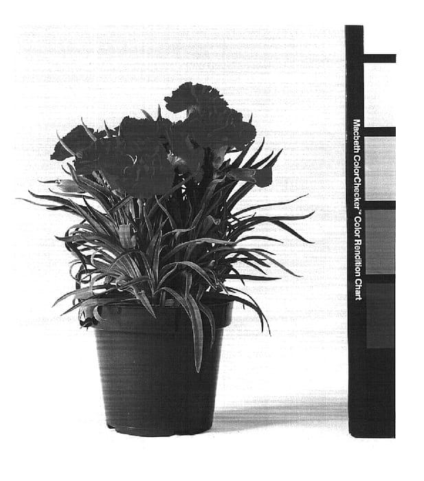 Figure 1 of US plant patent PP16359, the photograph of CFPC Beleza printed in the patent.