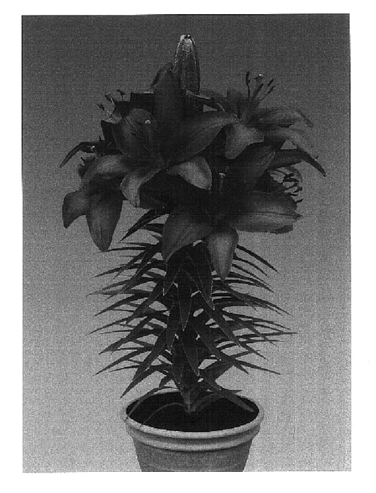 Figure 1 of US plant patent PP16360, the photograph of Mount Dragon printed in the patent.