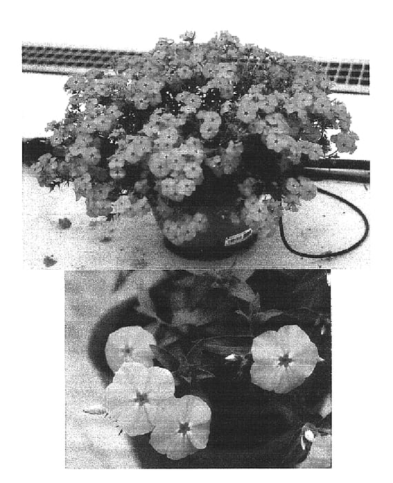 Figure 1 of US plant patent PP16361, the photograph of Sunphlopin printed in the patent.