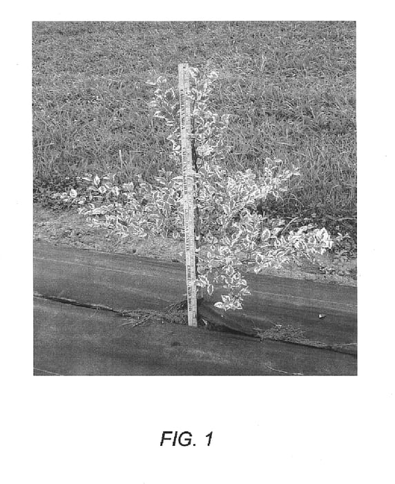 Figure 1 of US plant patent PP16362, the photograph of Shiloh Splash printed in the patent.