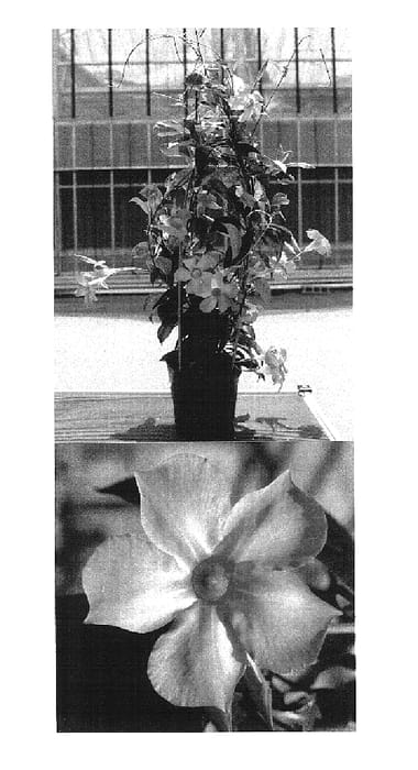 Figure 1 of US plant patent PP16363, the photograph of Sunmandetomi printed in the patent.