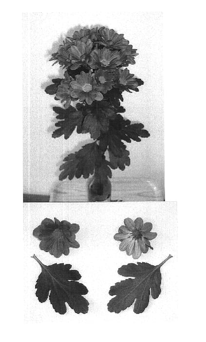 Figure 1 of US plant patent PP16364, the photograph of Dekfullham printed in the patent.