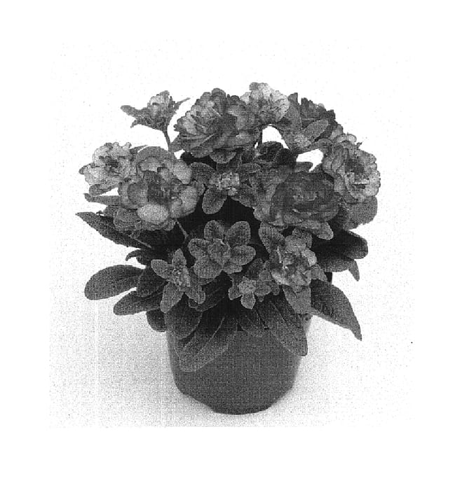 Figure 1 of US plant patent PP16365, the photograph of Kerbelnec printed in the patent.