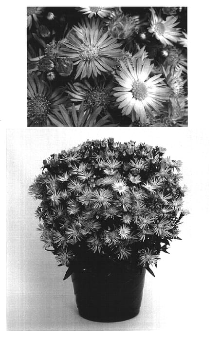 Figure 1 of US plant patent PP16366, the photograph of Yodaydream printed in the patent.