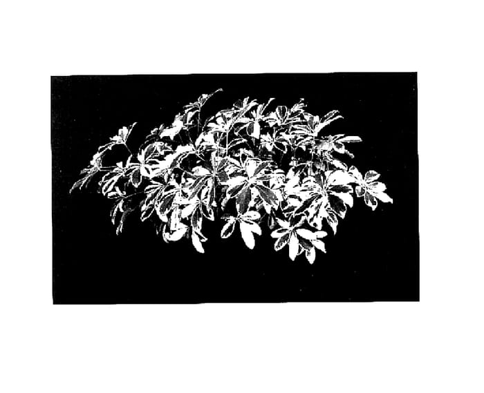 Figure 1 of US plant patent PP16367, the photograph of Norma Jean printed in the patent.