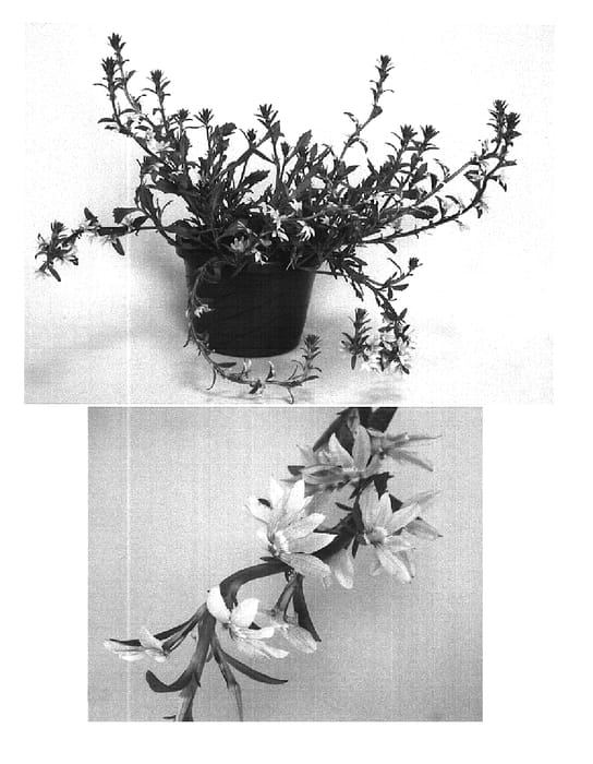 Figure 1 of US plant patent PP16368, the photograph of Improved Pink Fanfare printed in the patent.