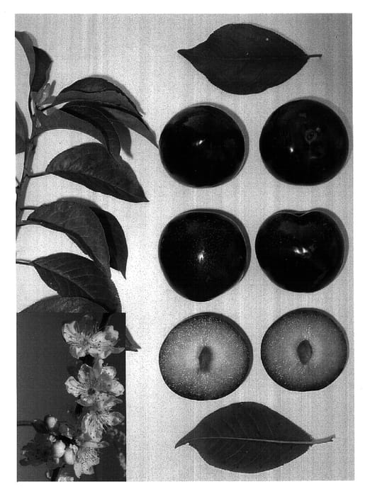 Figure 1 of US plant patent PP16369, the photograph of Plumsweet V printed in the patent.