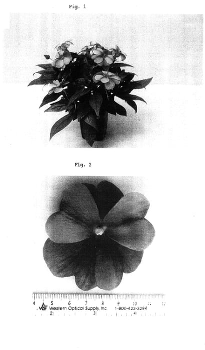 Figure 1 of US plant patent PP16370, the photograph of Balcelipurt printed in the patent.
