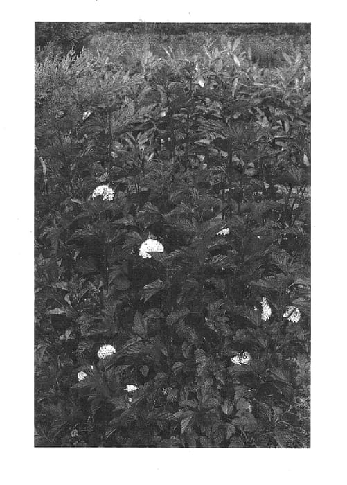 Figure 1 of US plant patent PP16371, the photograph of Mindia printed in the patent.