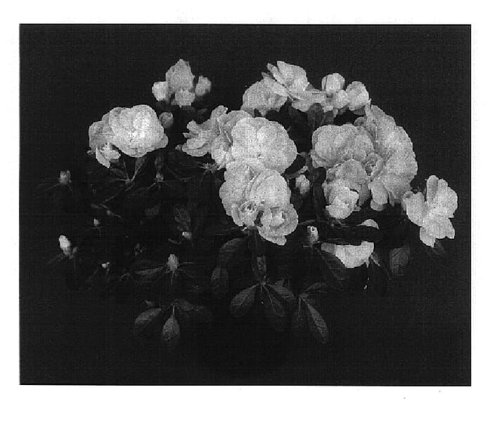 Figure 1 of US plant patent PP16372, the photograph of YBAZ1885 printed in the patent.