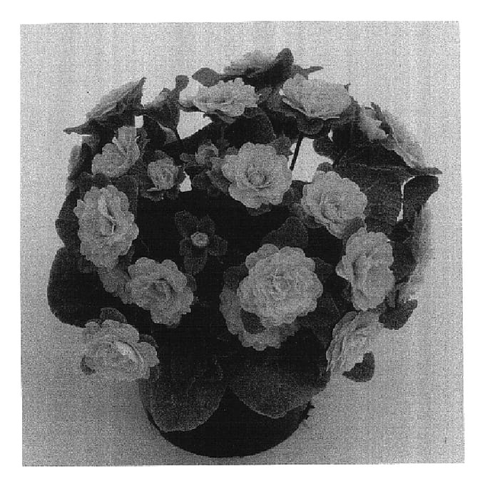 Figure 1 of US plant patent PP16373, the photograph of Kerbelbut printed in the patent.