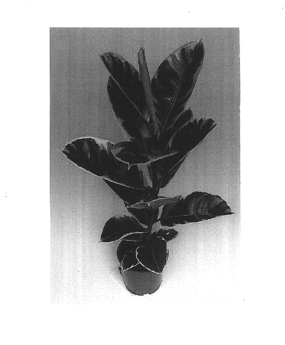 Figure 1 of US plant patent PP16374, the photograph of Belize printed in the patent.