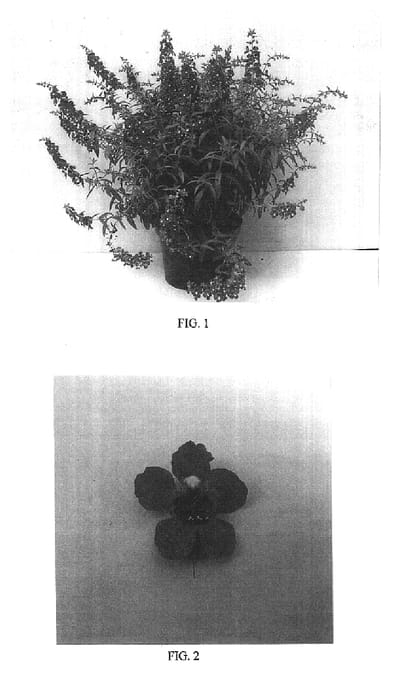 Figure 1 of US plant patent PP16375, the photograph of Balangpurup printed in the patent.
