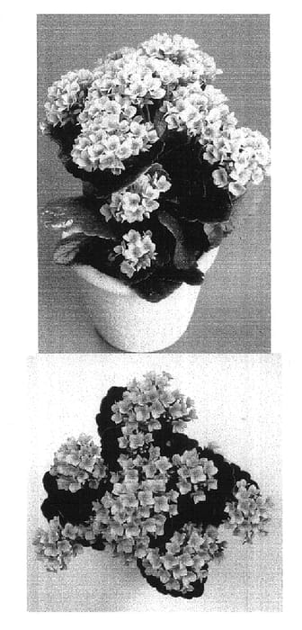 Figure 1 of US plant patent PP16376, the photograph of KJ 2001 0934 printed in the patent.