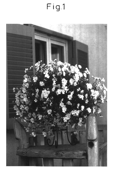 Figure 1 of US plant patent PP16377, the photograph of Viola cornuta plant named Sunvioho printed in the patent.