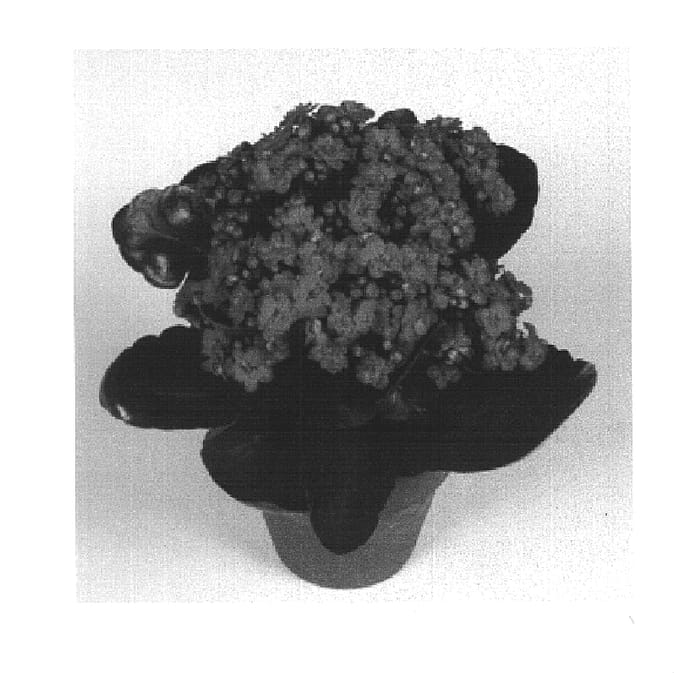 Figure 1 of US plant patent PP16378, the photograph of Kerr printed in the patent.