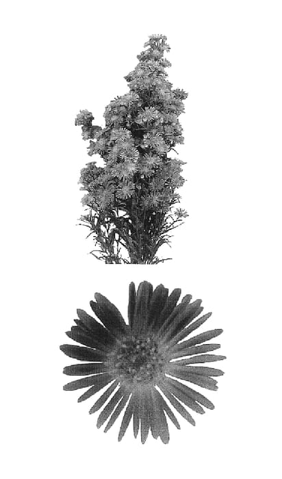 Figure 1 of US plant patent PP16379, the photograph of Esmholanda printed in the patent.