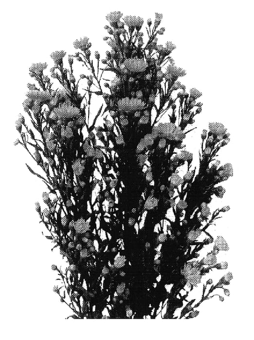 Figure 1 of US plant patent PP16380, the photograph of Esmnicaragua printed in the patent.