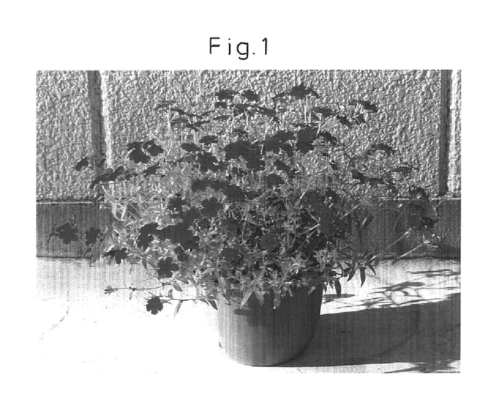 Figure 1 of US plant patent PP16381, the photograph of Sunphlomine printed in the patent.