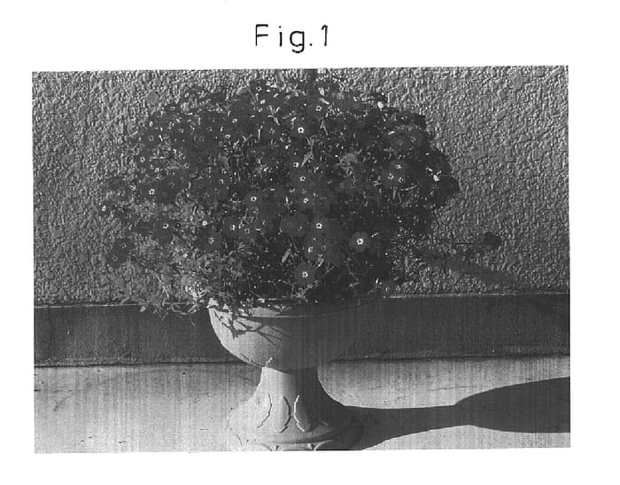 Figure 1 of US plant patent PP16382, the photograph of Sunphlo R&W printed in the patent.